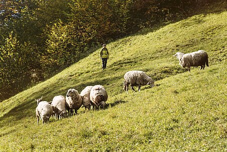 [Translate to Englisch:] Wanderer und Schafe auf der Alm